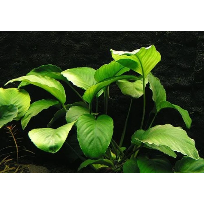 Anubias Barteri (4-5 YAPRAKLI)