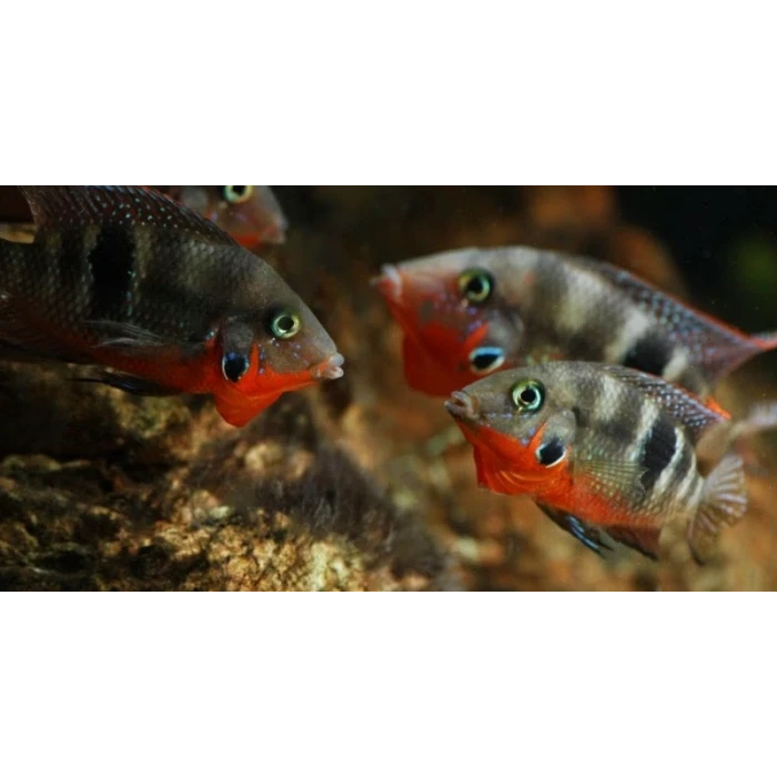 ATEŞ AĞIZ 2 ADET ( 9 CM )