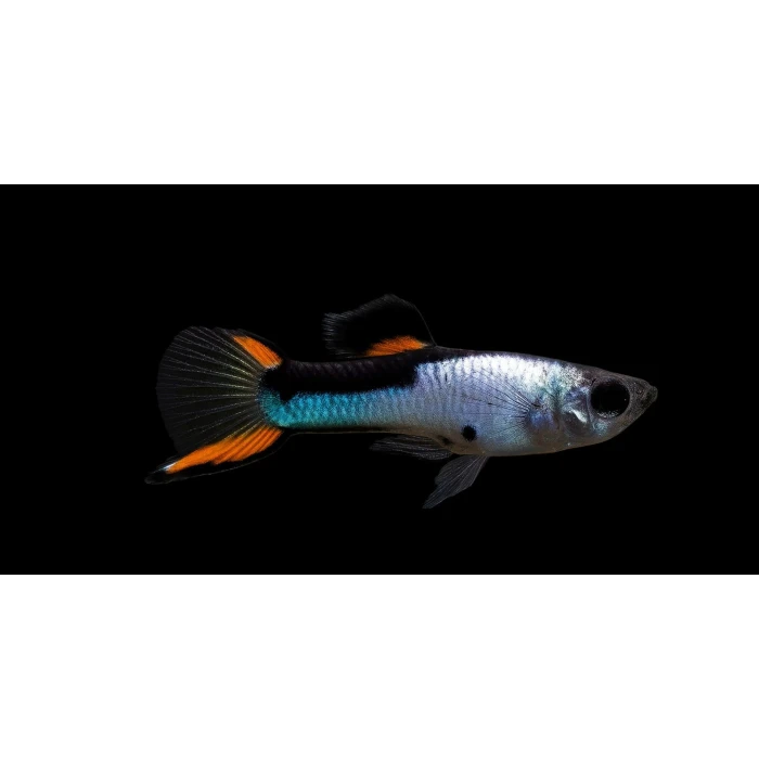 Black Flame Endler (6 ADET)