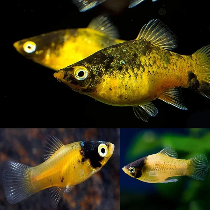 BUMBUL PLATİ 6 ADET (3 CM)