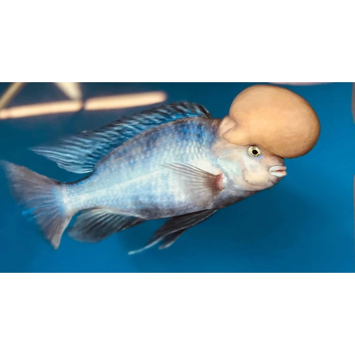 BÜYÜK KAFA YEMİ (1MM)