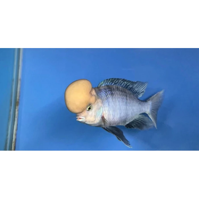 BÜYÜK KAFA YEMİ (1MM)