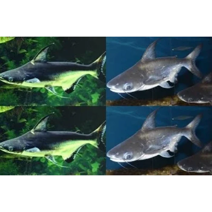 CHALLENGER KÖPEK BALIĞI (2 ADET)