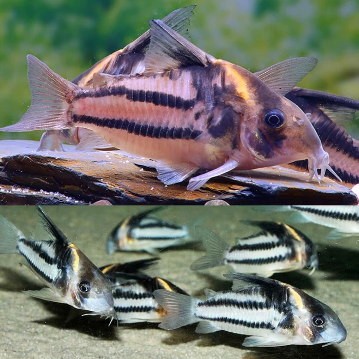 CORYDORAS CW127 6 CM (1 ADET)