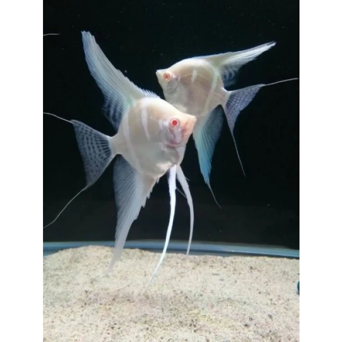 DANTUM MELEK ( 2 ADET )