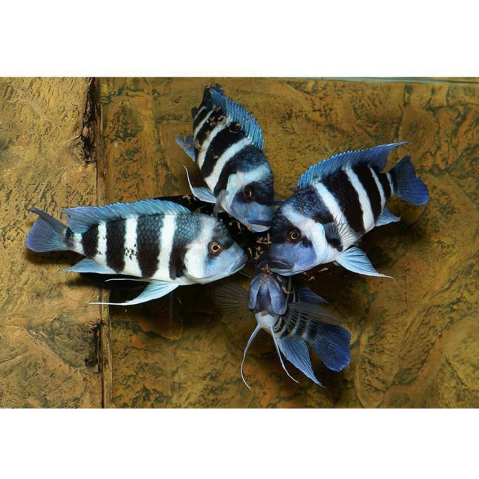 FRONTOZA BRUNDİ 20 CM 2 DİŞİ 1 ERKEK ÜREYEN