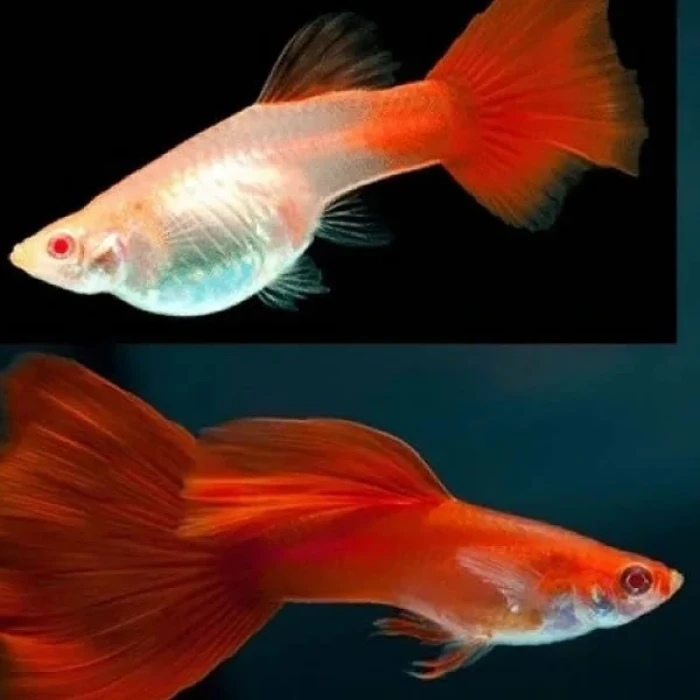 Full Red High Dorsal Guppy (6 ADET)