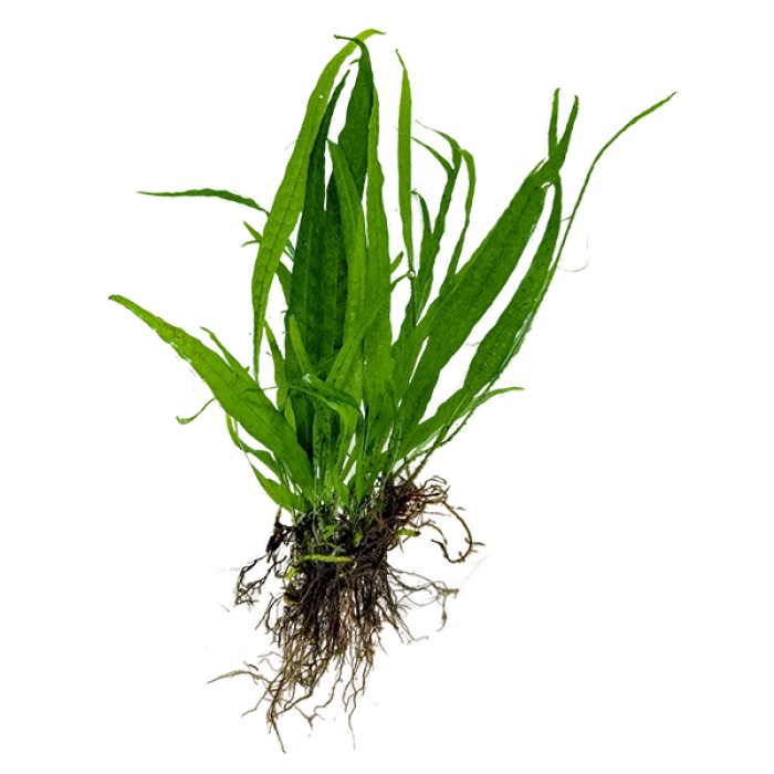 JAVA FERN 1 KÖK (3-4 YAPRAK)