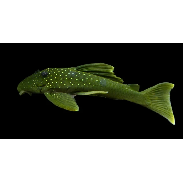 L200 GREEN PLECO 5 CM (1 ADET)