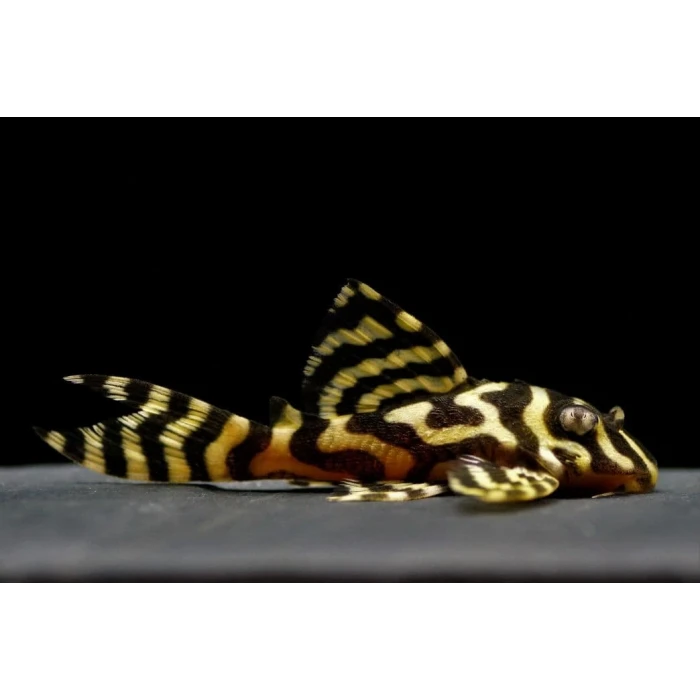 L333 PLECO GOLD 6 CM (1 ADET )