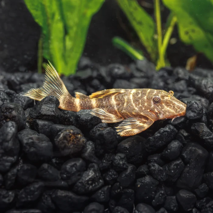 LDA67 PLECO CLOWN 7 CM (1 ADET )
