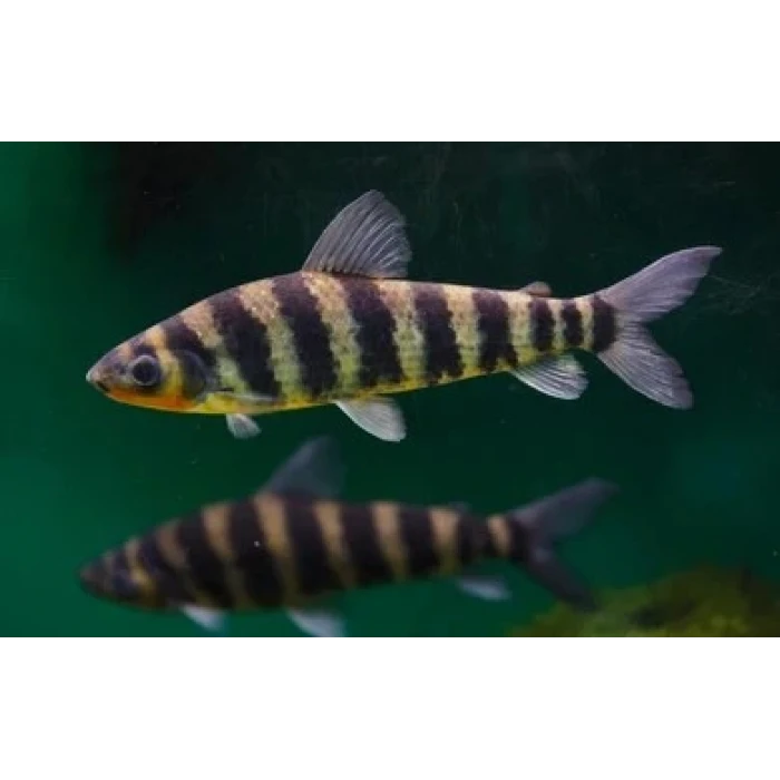 Leporinus 7-10 cm (2 adet)