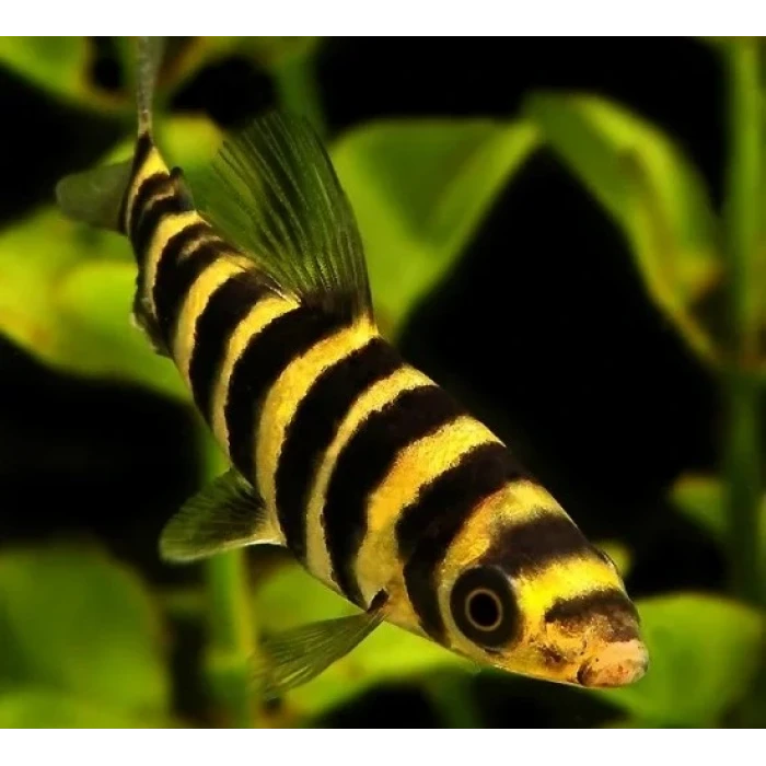 Leporinus 7-10 cm (2 adet)