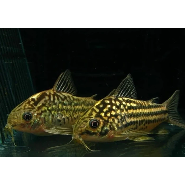 NAPOENSİS CORYDORAS XL ÇİFT (2 ADET)