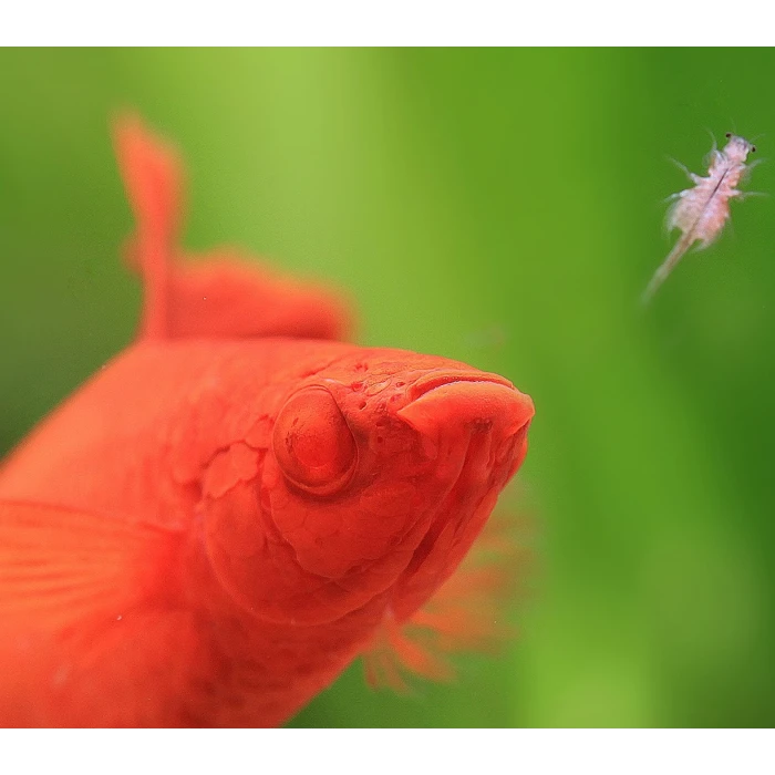 NORVEÇ ARTEMİA (50 GR) %95 ÇIKIM