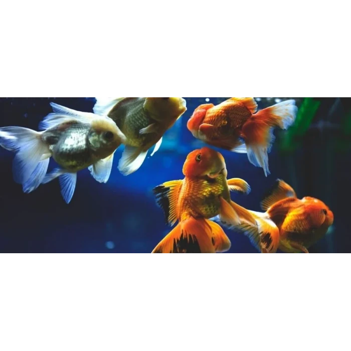 ORANDA 10 CM (4 ADET)