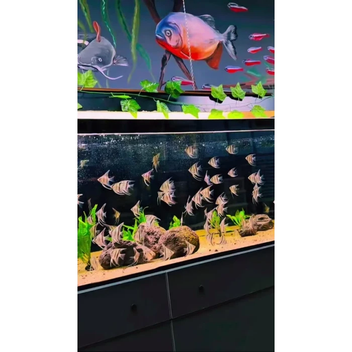 Peruvian Altum ( 2 ADET )