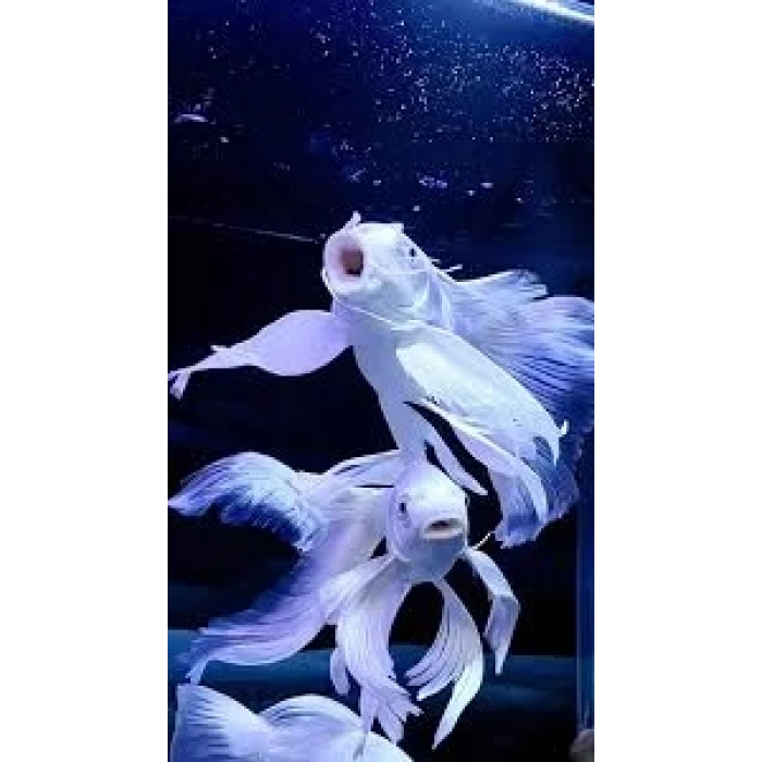 Platinum Butterfly Koi (1 ADET 20 CM)