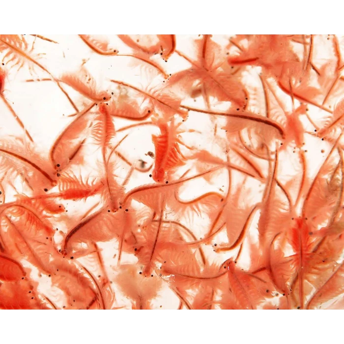 SALT LAKE ARTEMİA ( 50 GR)