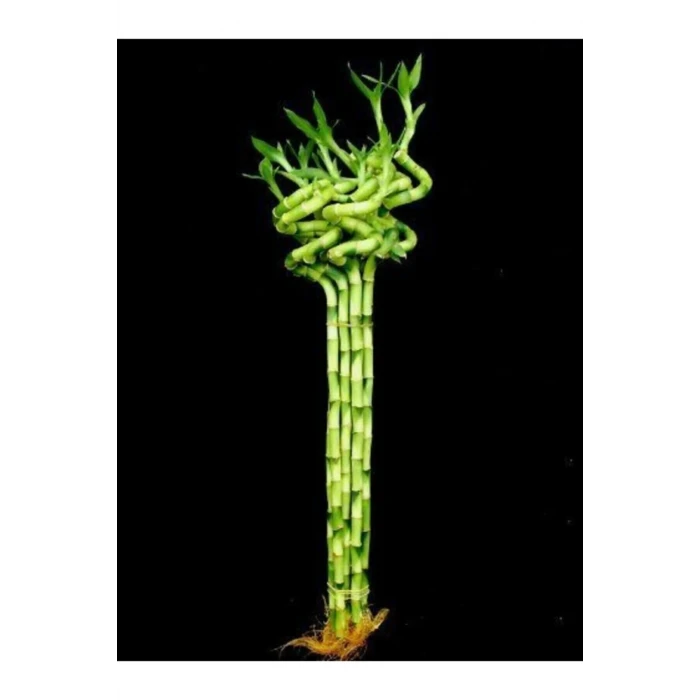 ŞANS BAMBUSU 100 CM (1 ADET)