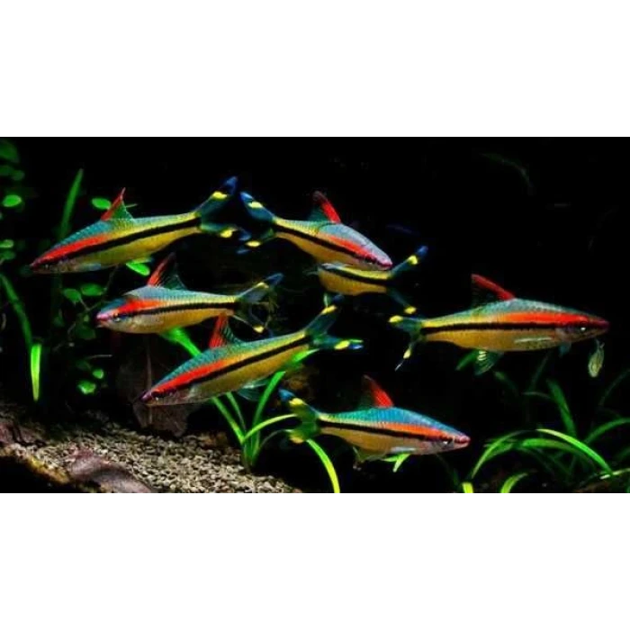 SHOW BOY DENİSONİ (3 ADET) 8-10 CM