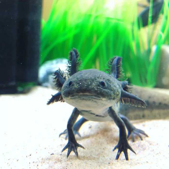 SİYAH AXOLOTL (5 CM)