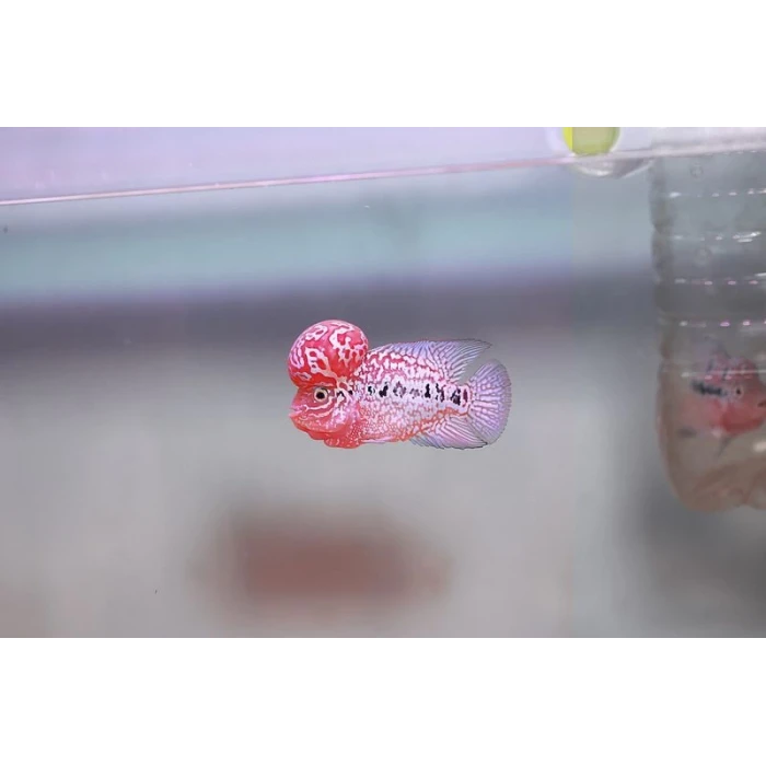 SRD FLOWER HORN 10 CM