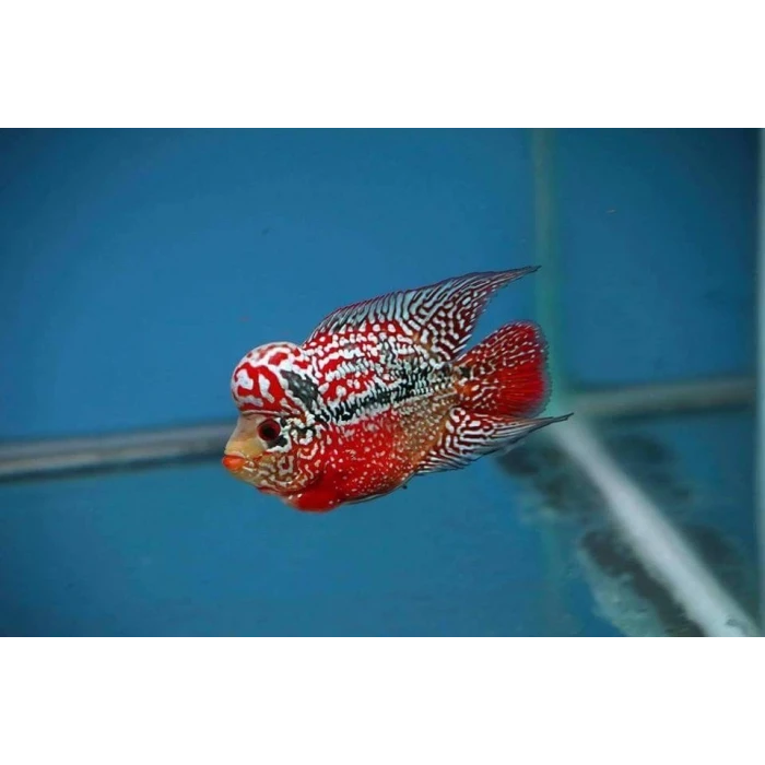 SRD FLOWER HORN 10 CM