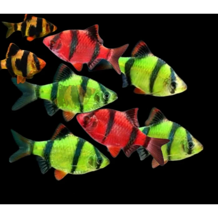 TETRAZON 9 ADET (3 RENK)