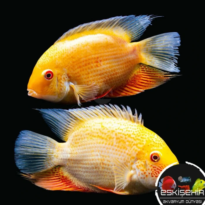 ÜREYEN GOLD SEVERYUM ÇİFT (15 CM)