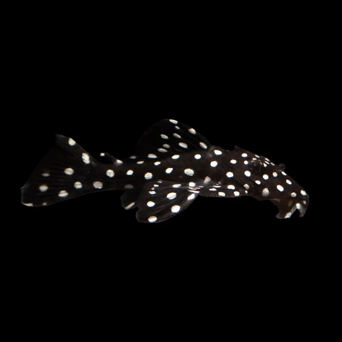 Vampire Pleco - L240 6-7 CM (1 ADET )