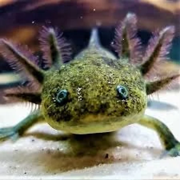 YEŞİL AXOLOTL ( 5 CM )