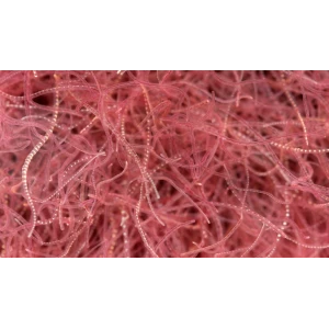 %100 KURUTULMUŞ TUBİFEX (TOZU) 30GR