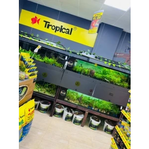 10 FARKLI MİX SAKSI BASİT BİTKİ (KAMPANYALI)