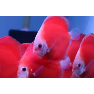 5 ADET FUJİ RED DİSCUS (KAMPANYALI)