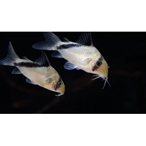 CORYDORAS MELİNİ 6 CM ( 1ADET )