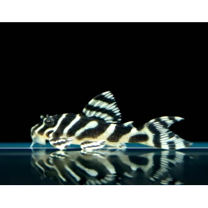 L333 PLECO WHİTE 6 CM (1 ADET)