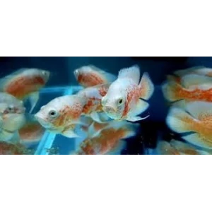 ALBİNO ASTRONOT 10 CM