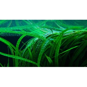 AMAZON HANÇERİ (2 KÖK) 15-20 CM