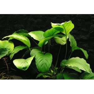 Anubias Barteri (4-5 YAPRAKLI)