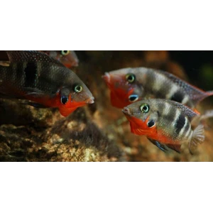 ATEŞ AĞIZ 2 ADET ( 9 CM )