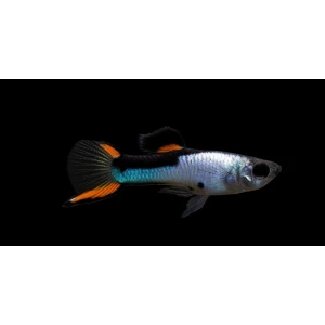 Black Flame Endler (6 ADET)