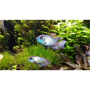 BLUE ACARA ÜREYEN ÇİFT