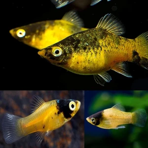 BUMBUL PLATİ 6 ADET (3 CM)