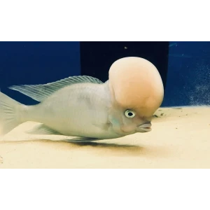 BÜYÜK KAFA YEMİ (1MM)