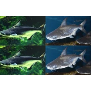 CHALLENGER KÖPEK BALIĞI (2 ADET)