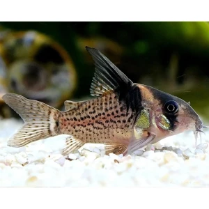 corydoras melanistius 6 CM ( 1 ADET )