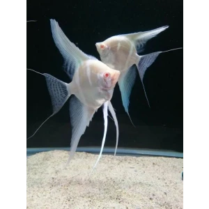 DANTUM MELEK ( 2 ADET )