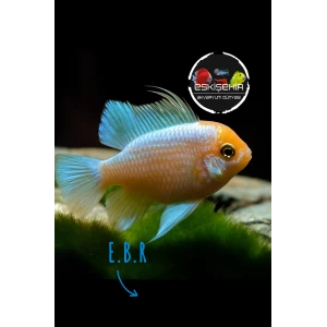 E.B.R ( 4 ADET)