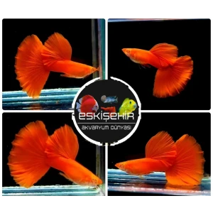 Full Red High Dorsal Guppy (6 ADET)